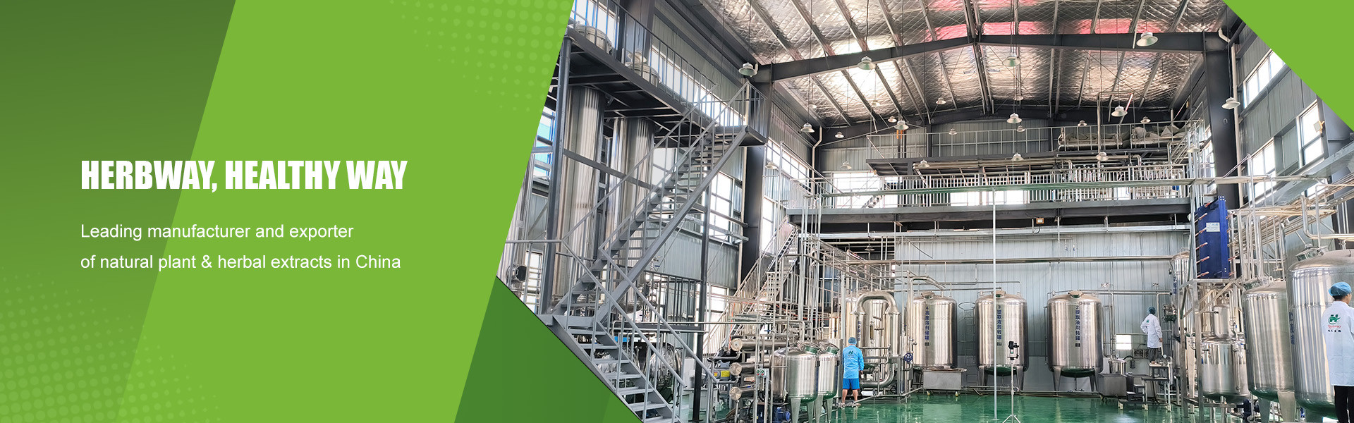 kwaliteit Plantenextract poeder fabriek