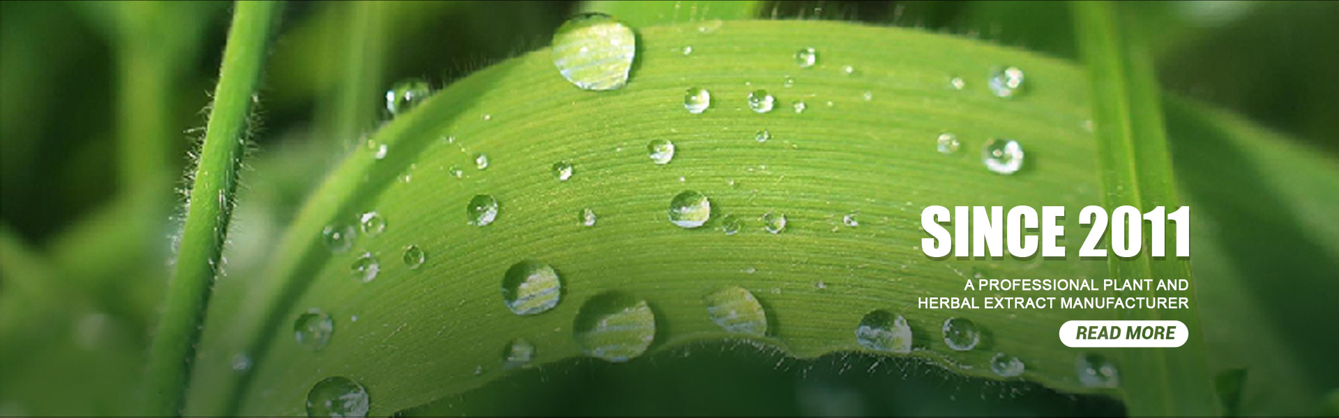 kwaliteit Plantenextract poeder fabriek